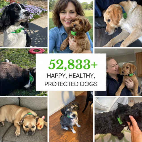 12 Months Flea & Tick Free Pendant