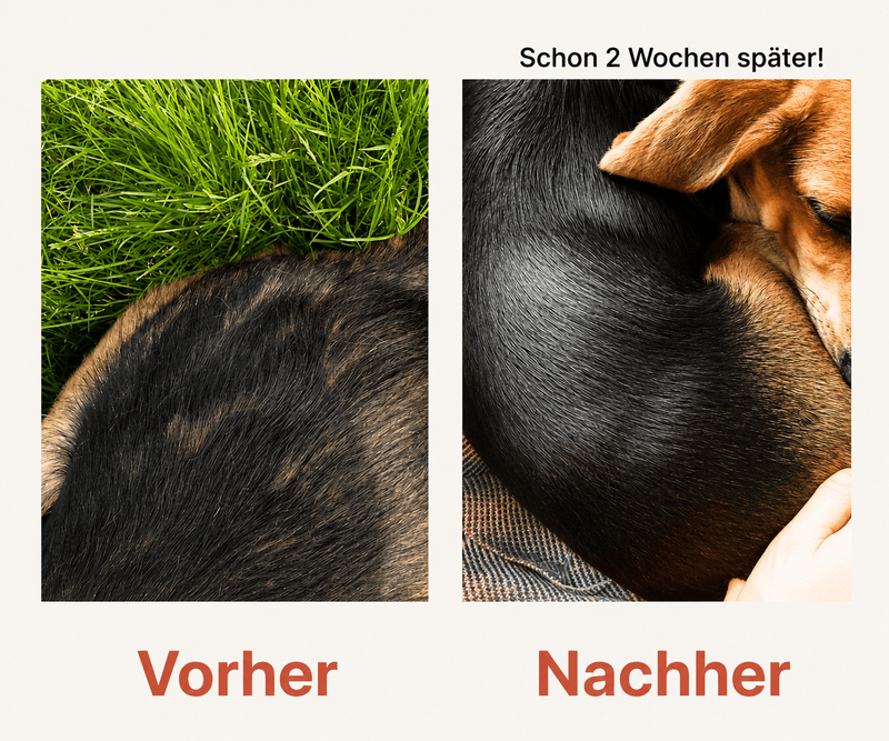 Stoppt Flöhe & Zecken dauerhaftNicht