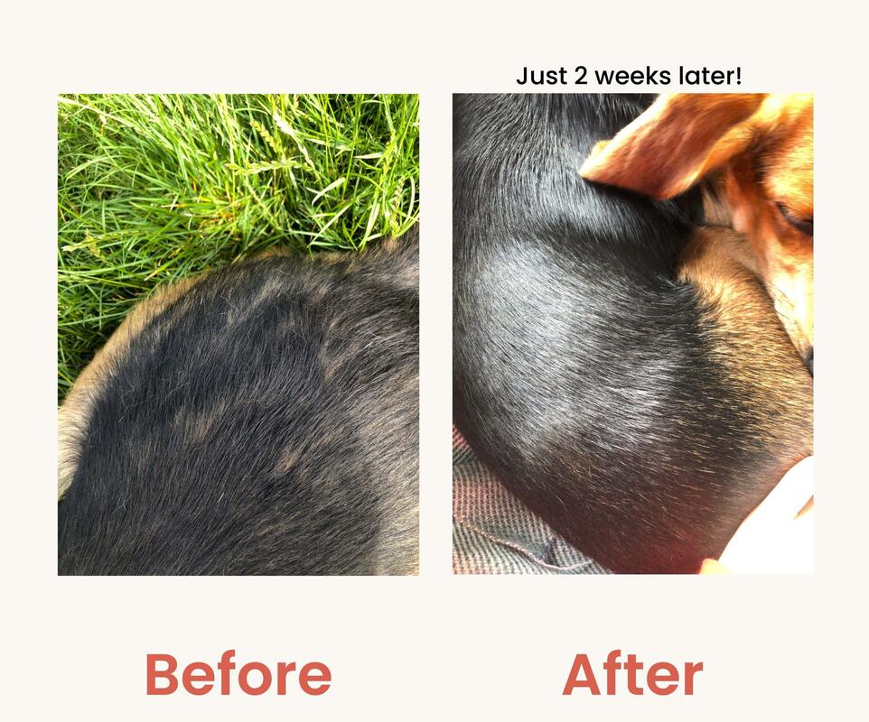 Stop Fleas & Ticks for Good