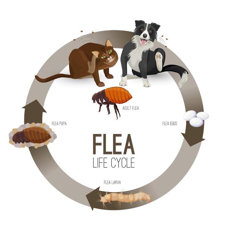 Prevents Fleas